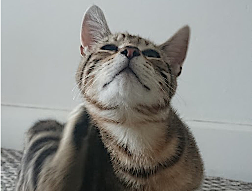 Can Cats Suffer from Th2 Allergies? Here's What Every Cat Parent Needs to Know