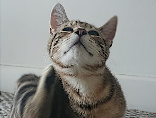 Can Cats Suffer from Th2 Allergies? Here's What Every Cat Parent Needs to Know