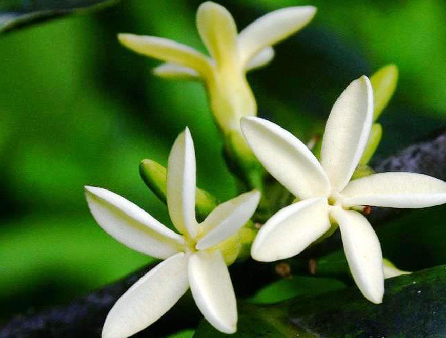 Yamoa's traditional roots