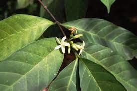 Uncovering Nature's Hidden Allies: Could the Bacteria on Leaves Hold the Key to New Medicines?