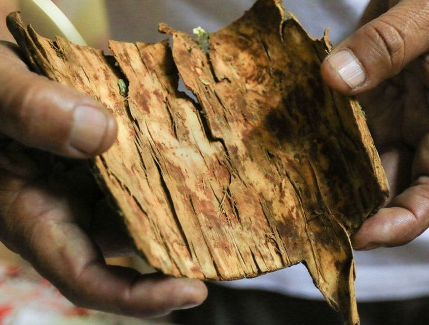 Could tree bark provide the answer for asthma and  hay fever sufferers?