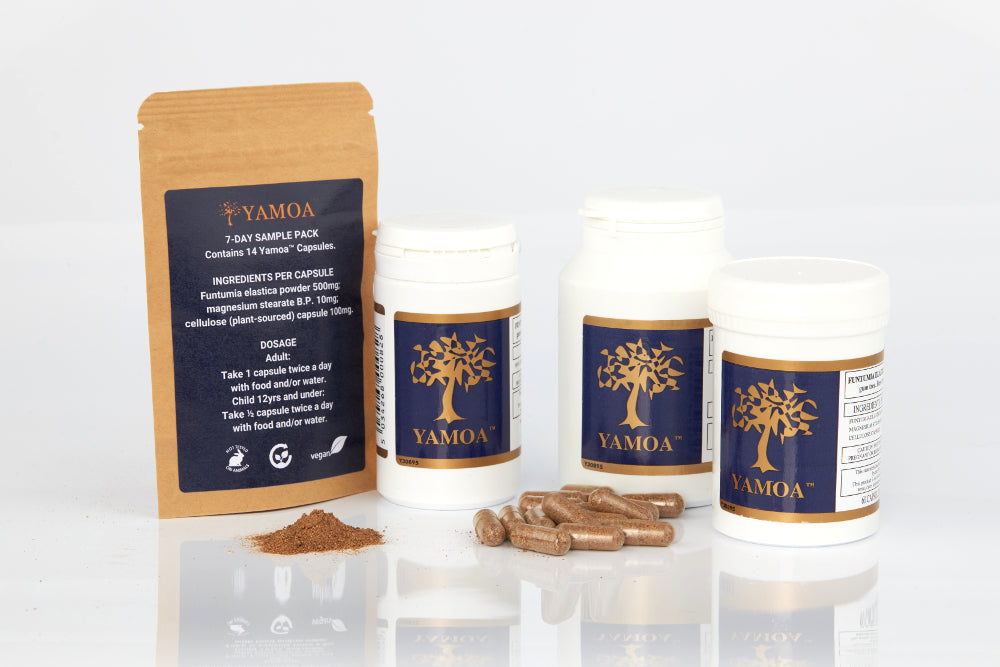 Yamoa Funtumia Elastica